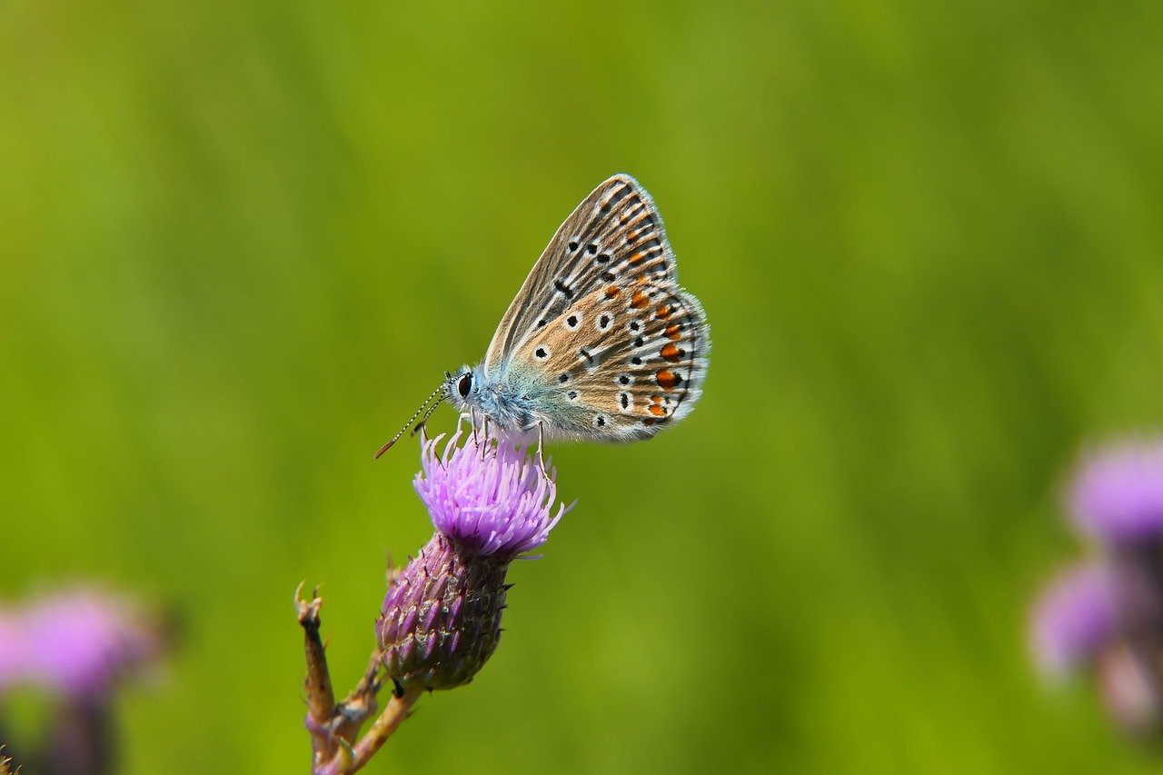 butterfly, thistle, pollination-8477212.jpg